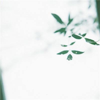 口袋玩家免费下载